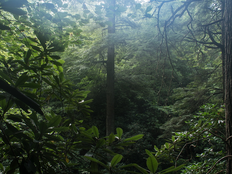 Trail view